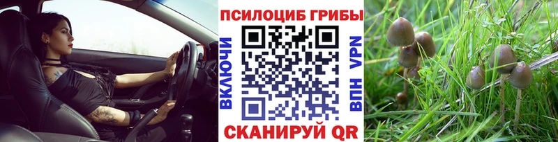 Псилоцибиновые грибы Psilocybe  цена   гидра вход  Новоульяновск 